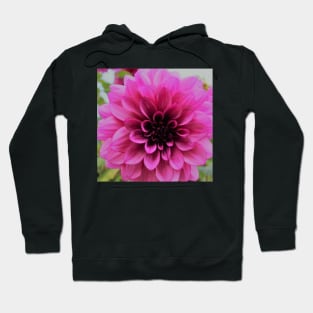 Bright Pink Dahlia Hoodie